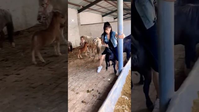 How much is a pet pony смотреть онлайн