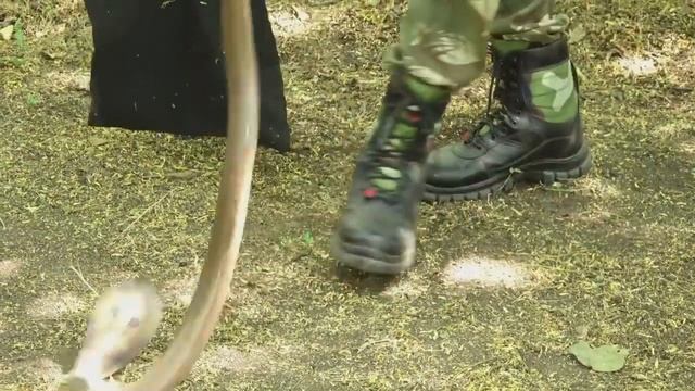 ?самая опасная кобра? (как ловить змей !?)? смотреть онлайн