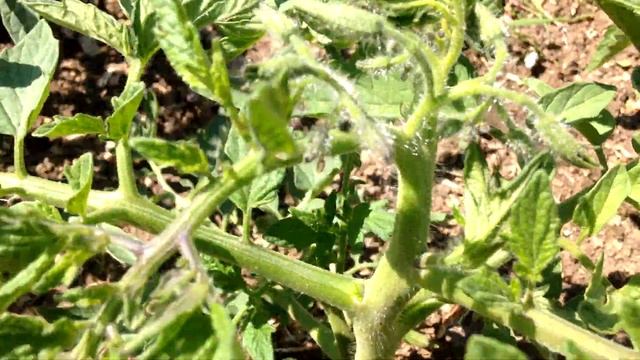 ? ? #4 Помидоры в открытом грунте от и до | Формировка и мульчирование опилками. смотреть онлайн