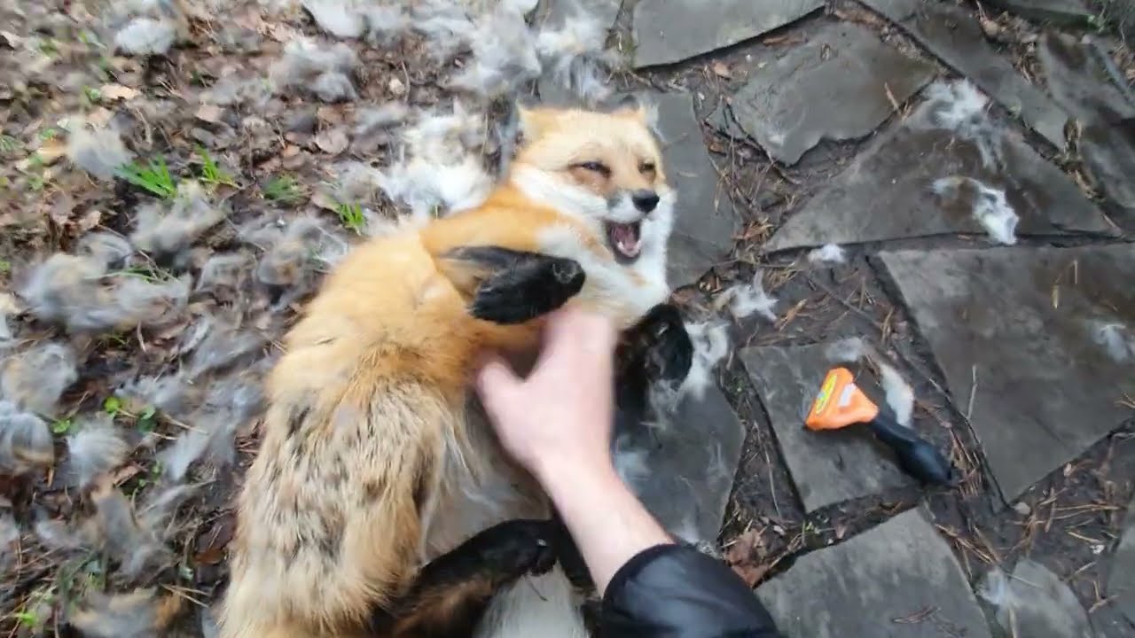 Линяю, линяю [Лиса Алиса, Alice the Fox, лисы, собаки, животные, милота] смотреть онлайн