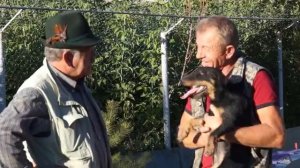 Ягдтерьеры, работяги и гладиаторы. Норная охота с собаками на примере этой породы.