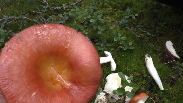Поплавуха - Сыроежка болотная. Russula paludosa. Прекрасный гриб! смотреть онлайн