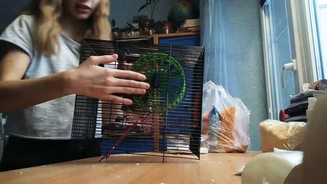 как мыть клетку хомяка? смотреть онлайн