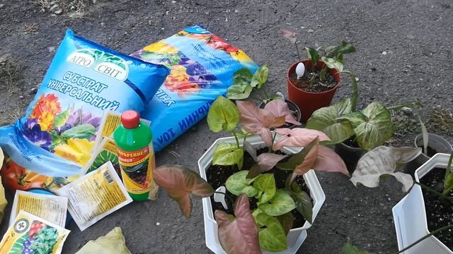Сингониумы разных сортов в одном горшке. Что с калатеей Варшевича. Продавать растения или нет ?? смотреть онлайн