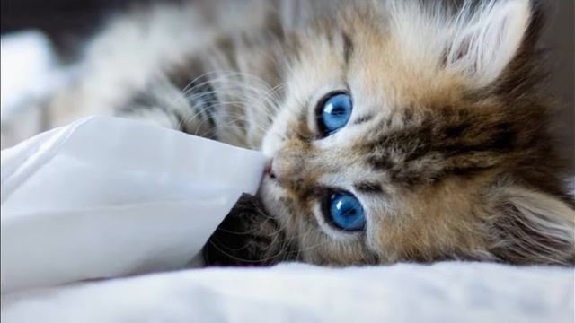 Пушистое чудо...!!! смотреть онлайн