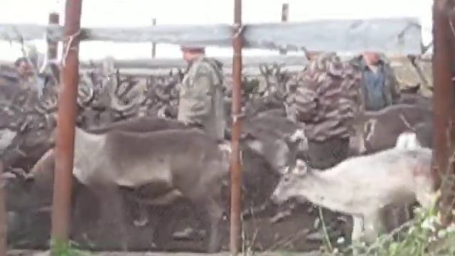 Олени!!!!Севера!!!! смотреть онлайн