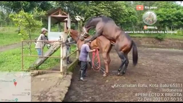 Zoom sel sperma kuda dengan mikroskop/HORSE SPERM UNDER MICROSCOPE смотреть онлайн