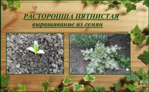 Расторопша выращивание от посева до цветения, необычный кактус для цветника