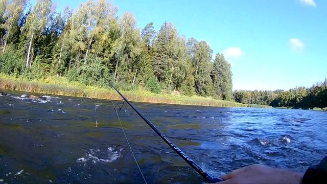Голавль. Ленинградская область. смотреть онлайн