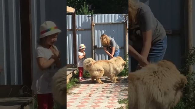 Тибетский мастиф Хан 8 месяцев приехала хозяйка смотреть онлайн