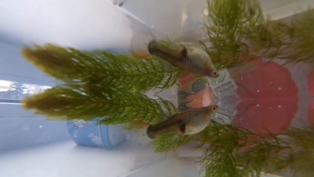 Гуппи рожает мальков