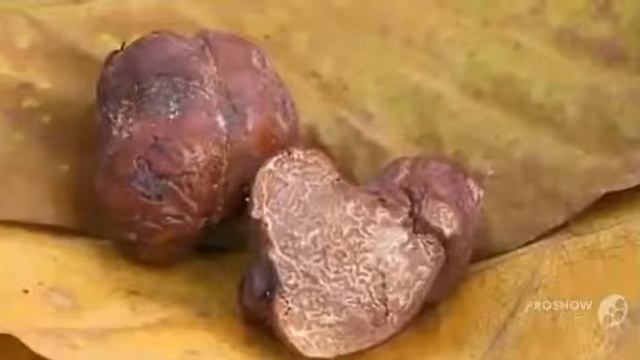 Грибы Трюфели Truffle mushroom. Гриб черный трюфель смотреть онлайн