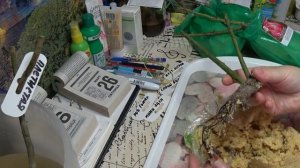 Дешевые РОЗЫ из СВЕТОФОРА.Показываю что внутри..