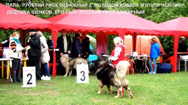 Щенок Кавказской овчарки девочка №1, 3,5 месяца. Питомник "РУССКИЙ РИСК" www.r-risk.ru +79262205603 смотреть онлайн