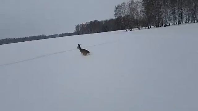 Косули смотреть онлайн