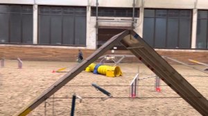 Аджилити | Тренировка с бордер колли | Agility Maxima Park