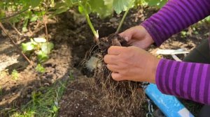 Как заставить кусты пионов обильно цвести