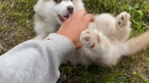 Щенки Сибирской хаски