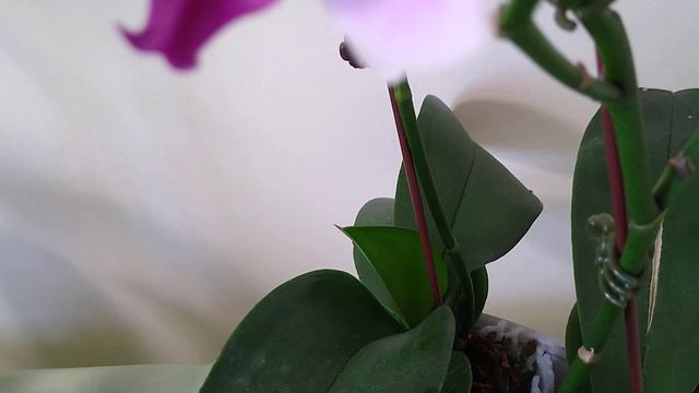 用新方法养护的三盆组合蝴蝶兰The combined Phalaenopsis maintained by a new method смотреть онлайн