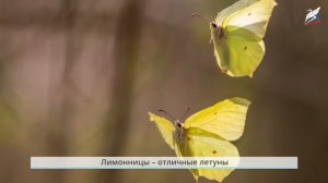 Урок 26  почему мы не будем рвать цветы, ловить бабочек и бу