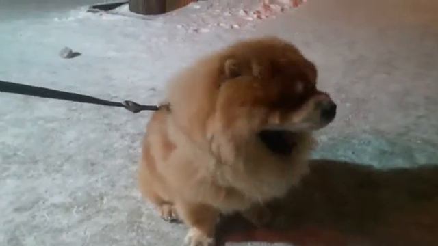 чау чау это? смотреть онлайн
