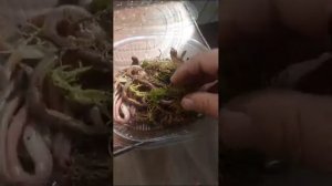 как правильно хранить выползки для Сомов