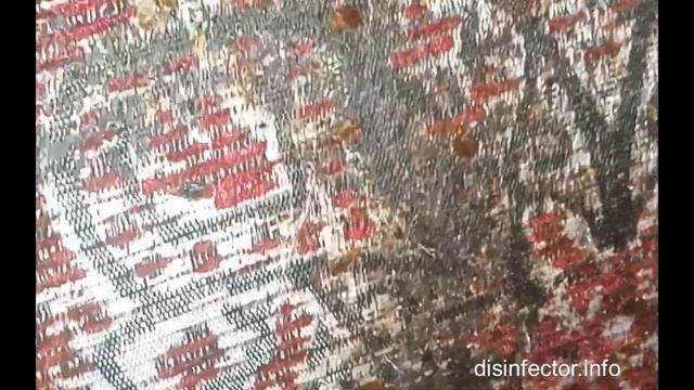 Клопы - сильное заражение дивана. смотреть онлайн