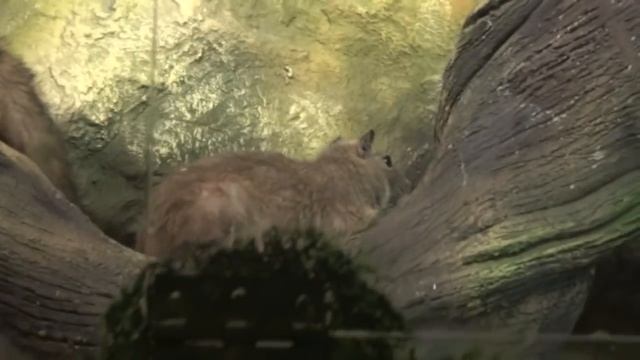 Даугавпилс - достопримечательности, рестораны, зоопарк, мертвый город смотреть онлайн