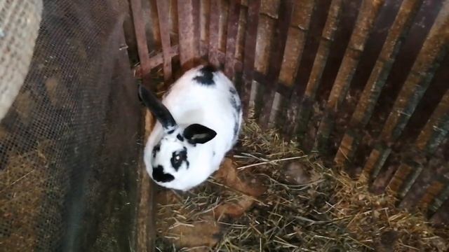 РАЗВЕДЕНИЕ КРОЛИКОВ С НУЛЯ/НАЧИНАЮ РАЗВОДИТЬ ПОРОДУ смотреть онлайн