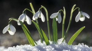 цыганская песня. я принесу тебе цветы