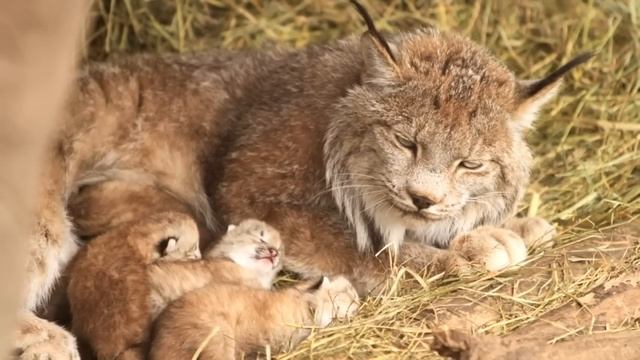 Бедная семья голодала, ведь корова стала приходить без молока. Все обвиняли пастуха, но оказалось.. смотреть онлайн