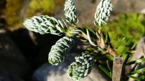 Пихта корейская Silberlocke и сорт из её  "ведьминой метлы"- Kohout's Icebreaker.