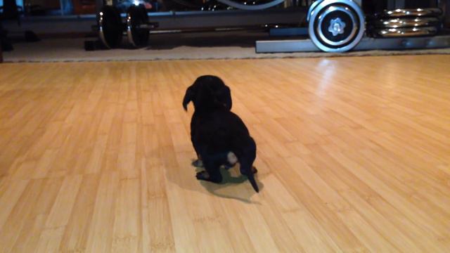 a unique little puppy wants to make a million dollars уникальный маленький щенок смотреть онлайн