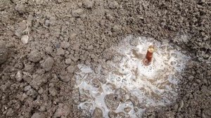 Посадка винограда черенком весной на постоянное место.