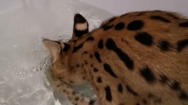 СЕРВАЛ НЫРЯЕТ в ванной|ПЛАВАЕМ с СЕРВАЛОМ|Как потрогать ВОДУ? смотреть онлайн