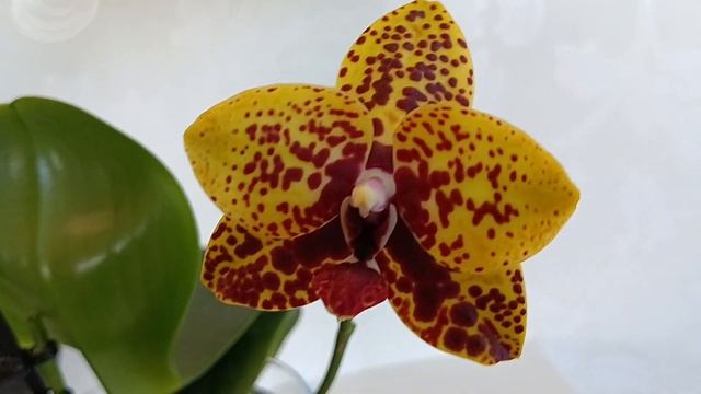 Ошибки при выращивании орхидей в ОС без субстрата смотреть онлайн