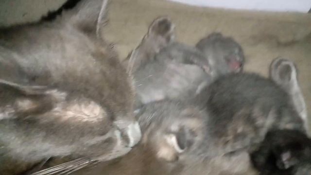 Как смешно спят котята ночью! 10 день! смотреть онлайн