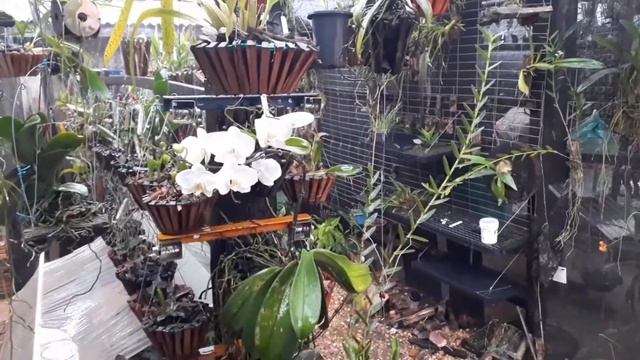 Chuva no orquidário | como evitar podridão nas orquídeas | Phalaenopsis na chuva смотреть онлайн