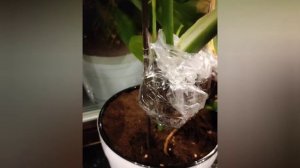 Размножение монстеры. Размножение монстеры воздушными корнями без мха.