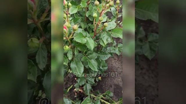 Файер Флеш. Fair Flash. @rose_bushes161 смотреть онлайн