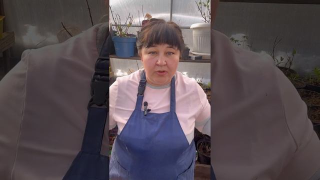 Готовлюсь к черенкованию , еду встречать гортензии смотреть онлайн