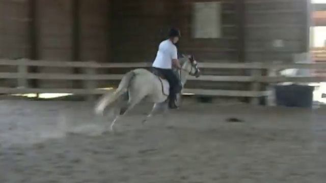 Shamrock- Barrel Line- 2' - 2'6" Welsh Pony for sale смотреть онлайн