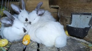 Кормление кроликов кукурузой!