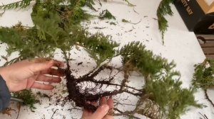 ХОТИТЕ МНОГО МОЖЖЕВЕЛЬНИКОВ? КАК размножить можжевельник