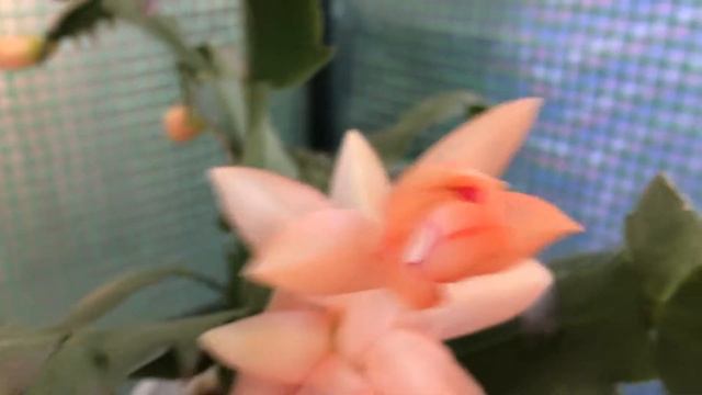 My schlumbergera Christmas fantasy in full bloom смотреть онлайн