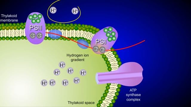 The Light Reactions of Photosynthesis смотреть онлайн