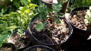 Размножение жёлтой, белой и розовой акации в средней полосе России. Бесплатно семена акации