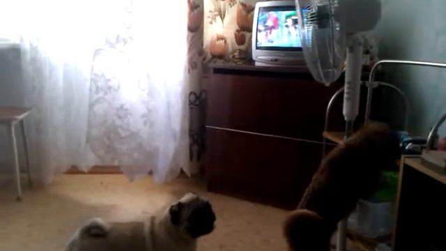 Мопс и вентилятор. смотреть онлайн