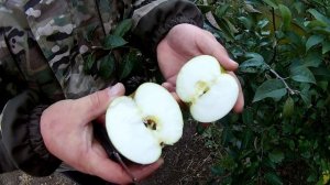 АНАНАСНОЕ ОСЕННЕ-ЗИМНИЙ СОРТ ЯБЛОНИ /// САД.БЕЛ