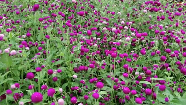 Гомфрена шаровидная. Огромная клумба в парке ,,Южные культуры,, Адлер-2022, август. смотреть онлайн